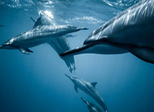 开云体育下载：开启掌上体育新纪元，捕捉每一次赛场热度